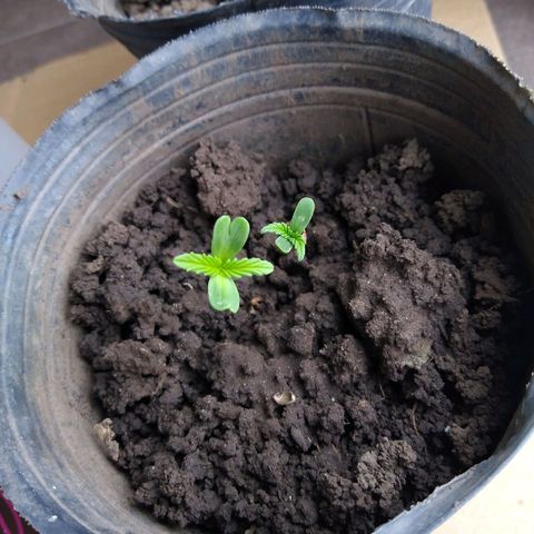 2 growlog timeline photo