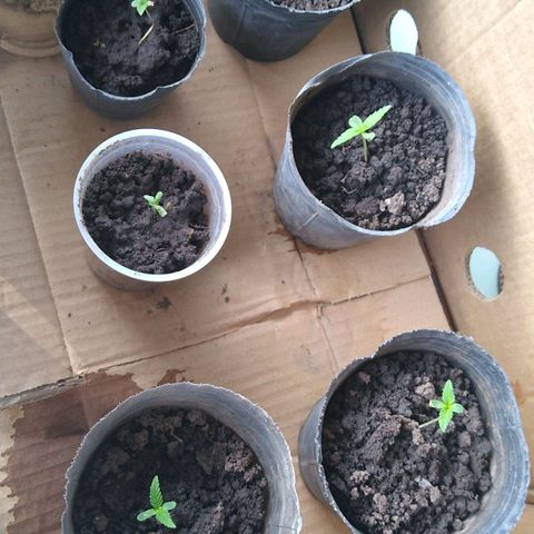 2 growlog timeline photo