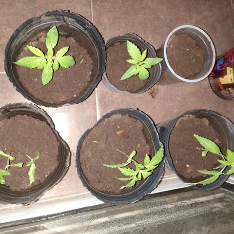 2 growlog timeline photo
