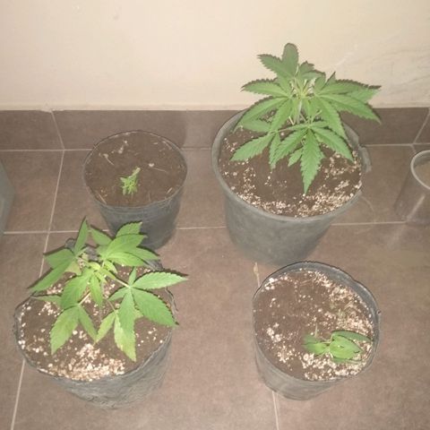 2 growlog timeline photo