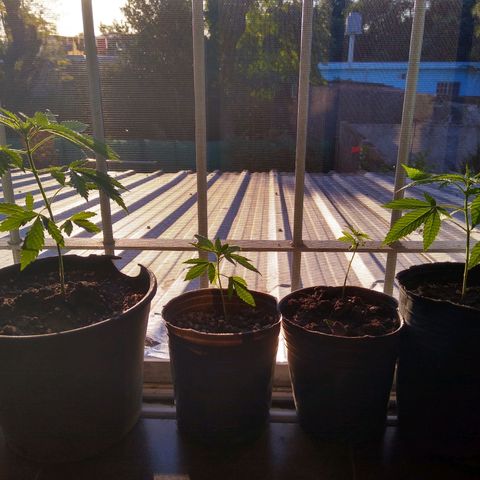 2 growlog timeline photo