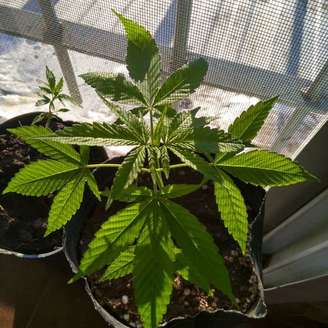 2 growlog timeline photo