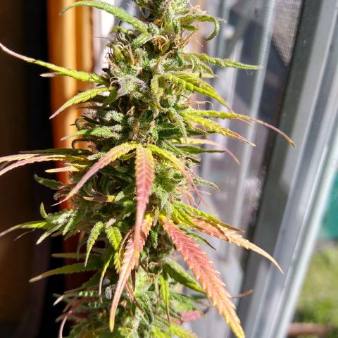 2 growlog timeline photo