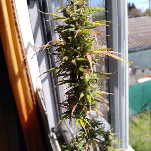 2 growlog timeline photo