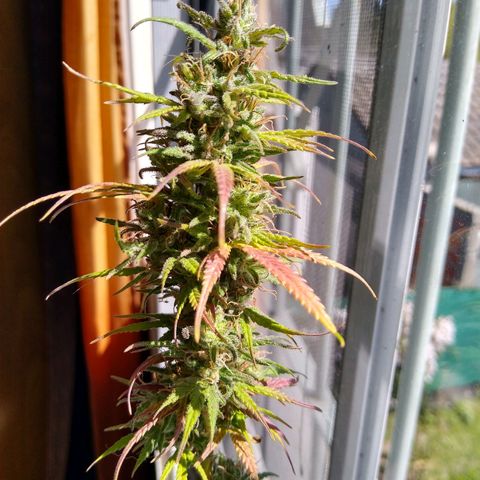 2 growlog timeline photo