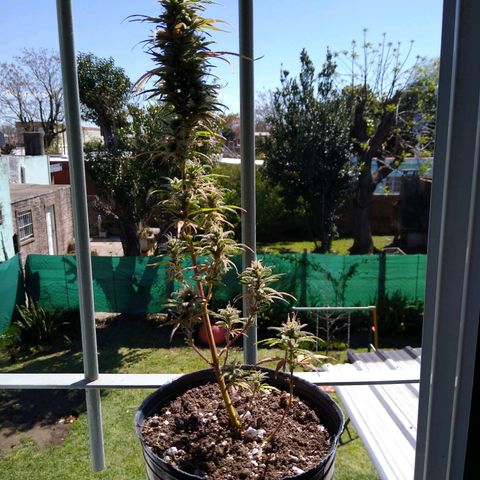2 growlog timeline photo