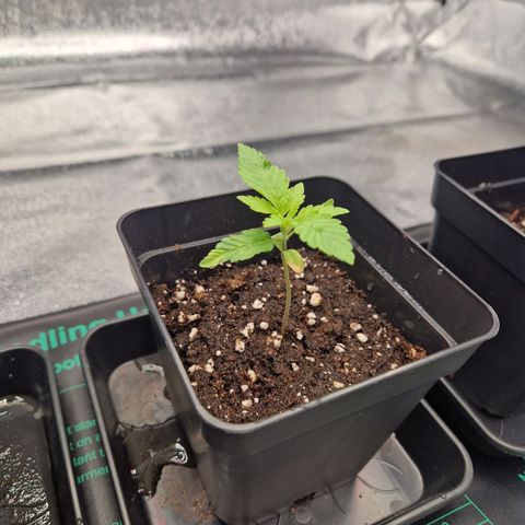 Punch Pie x Tyson (2 Plants) growlog timeline photo