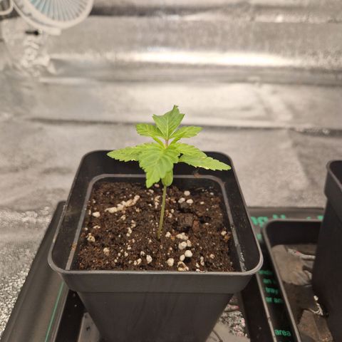 Punch Pie x Tyson (2 Plants) growlog timeline photo