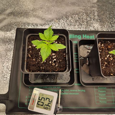 Punch Pie x Tyson (2 Plants) growlog timeline photo