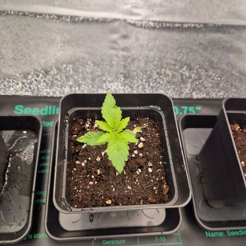 Punch Pie x Tyson (2 Plants) growlog timeline photo
