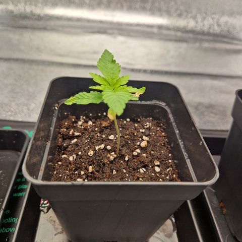 Punch Pie x Tyson (2 Plants) growlog timeline photo