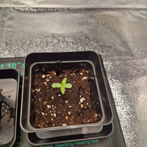 Special kush #1 growlog timeline photo