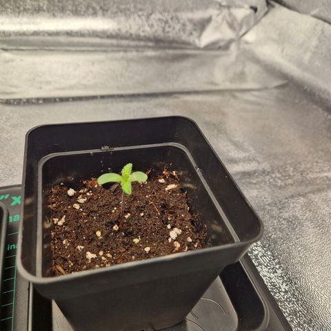 Special kush #1 growlog timeline photo