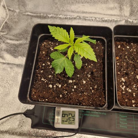 Punch Pie x Tyson (2 Plants) growlog timeline photo