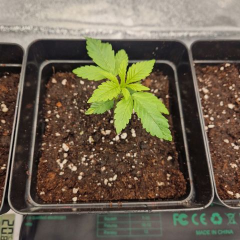 Punch Pie x Tyson (2 Plants) growlog timeline photo