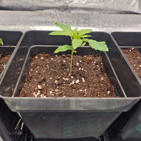 Punch Pie x Tyson (2 Plants) growlog timeline photo