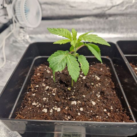 Punch Pie x Tyson (2 Plants) growlog timeline photo