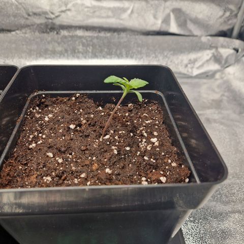 Special kush #1 growlog timeline photo