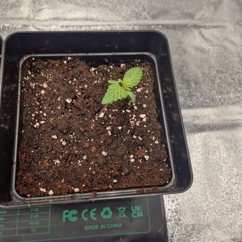 Special kush #1 growlog timeline photo