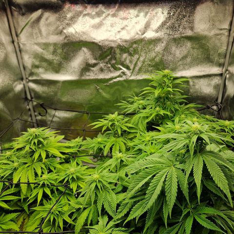 Punch Pie x Tyson (2 Plants) growlog timeline photo