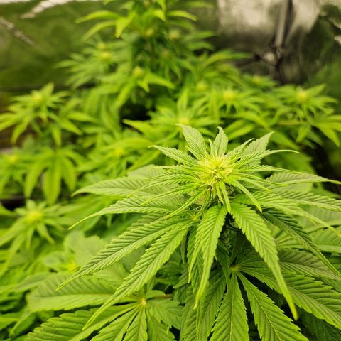 Punch Pie x Tyson (2 Plants) growlog timeline photo