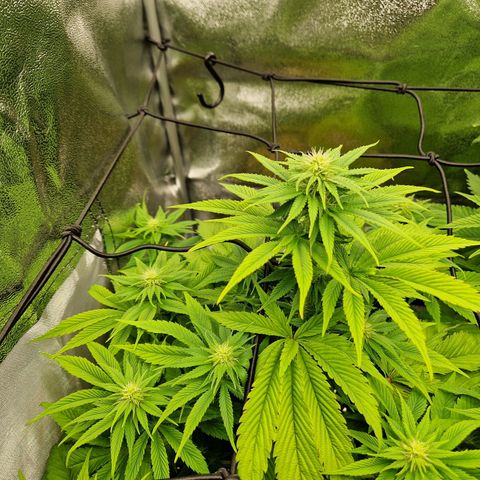 Punch Pie x Tyson (2 Plants) growlog timeline photo