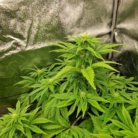 Punch Pie x Tyson (2 Plants) growlog timeline photo