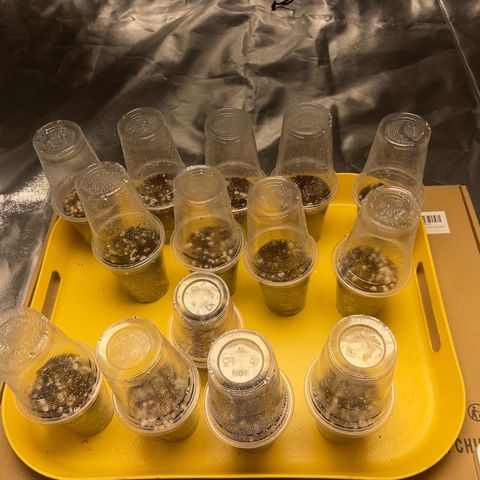 Rs11 and biscotti growlog photo: 7 out of the 14 seedlings have risen