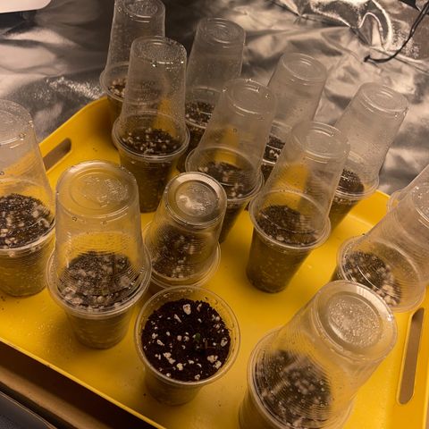 Rs11 and biscotti growlog photo: 7 out of the 14 seedlings have risen
