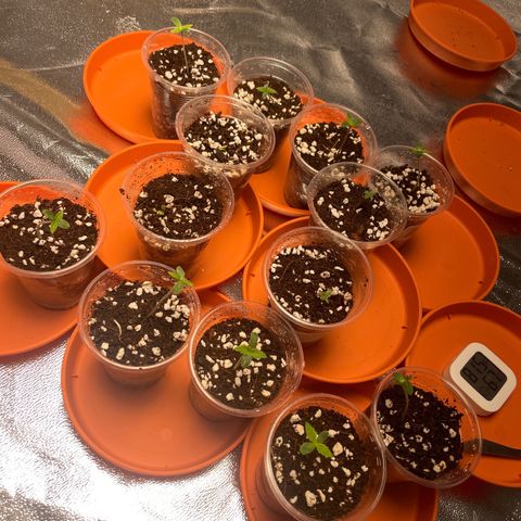 Rs11 and biscotti growlog timeline photo