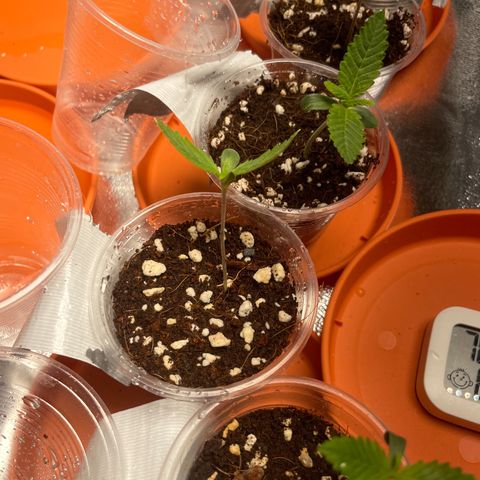 Rs11 and biscotti growlog photo: Everything is looking well , a few are light burnt and others are praying towards the light 