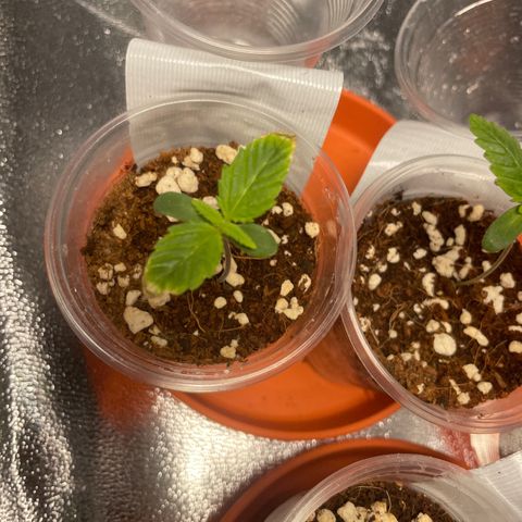 Rs11 and biscotti growlog photo: Everything is looking well , a few are light burnt and others are praying towards the light 
