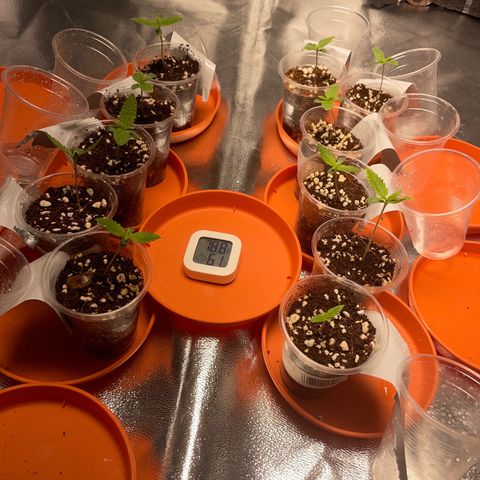 Rs11 and biscotti growlog photo: Everything is looking well , a few are light burnt and others are praying towards the light 