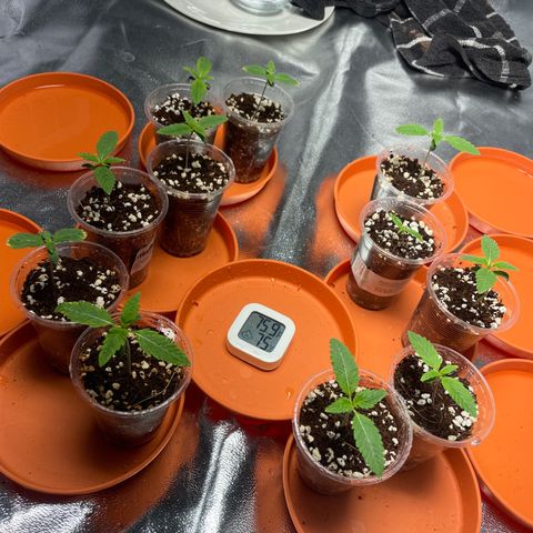 Rs11 and biscotti growlog photo: All going well
