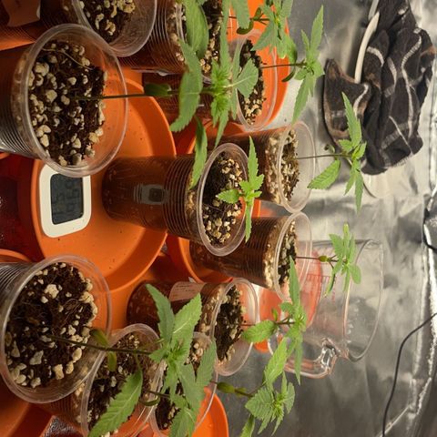 Rs11 and biscotti growlog timeline photo