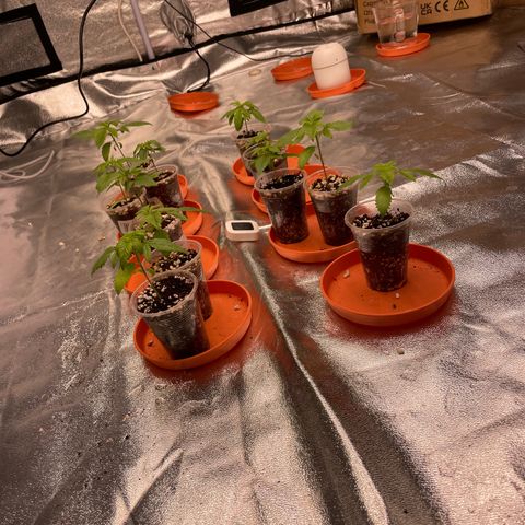 Rs11 and biscotti growlog photo: Today I changed the light from a niello 2000(140w) to a phlizon FD6500(640w)