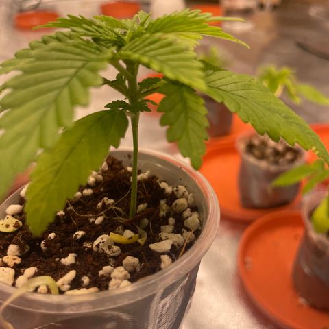 Rs11 and biscotti growlog timeline photo