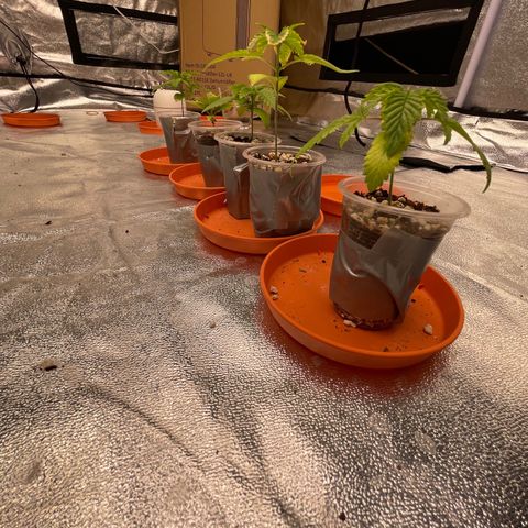 Rs11 and biscotti growlog timeline photo