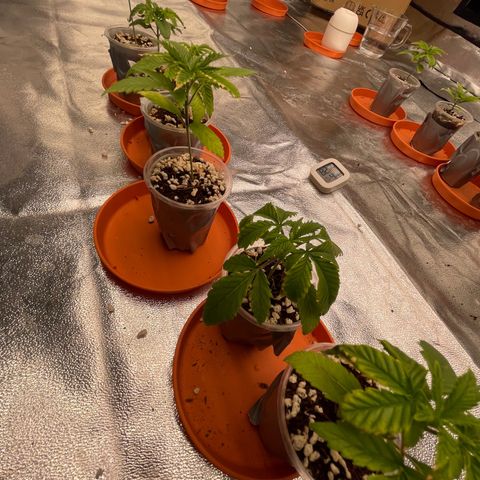 Rs11 and biscotti growlog timeline photo