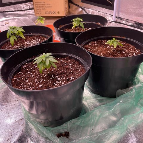 Rs11 and biscotti growlog photo: Today 7 got transplanted the other 4 still need time to develope roots 