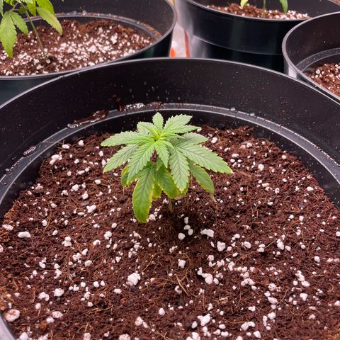 Rs11 and biscotti growlog photo: Today 7 got transplanted the other 4 still need time to develope roots 