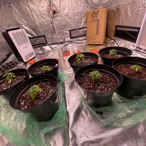 Rs11 and biscotti growlog photo: Today 7 got transplanted the other 4 still need time to develope roots 