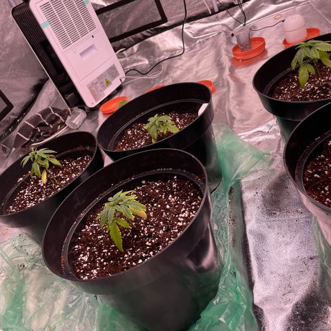 Rs11 and biscotti growlog photo: Today 7 got transplanted the other 4 still need time to develope roots 