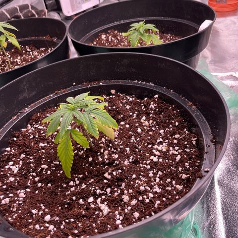 Rs11 and biscotti growlog photo: Today 7 got transplanted the other 4 still need time to develope roots 