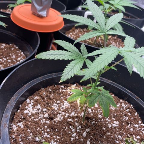 Rs11 and biscotti growlog timeline photo