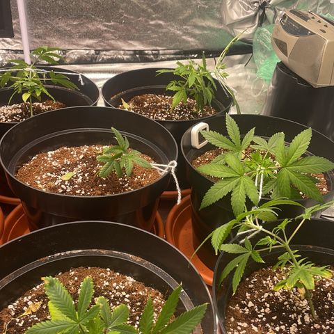 Rs11 and biscotti growlog photo: Beginning of lst 