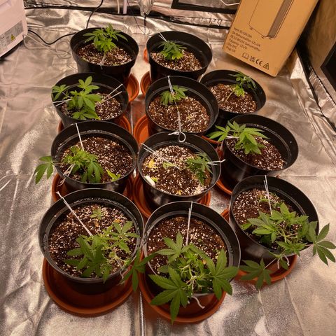 Rs11 and biscotti growlog photo: They are using a lot more water than before !