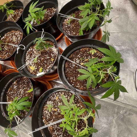 Rs11 and biscotti growlog photo: They are using a lot more water than before !