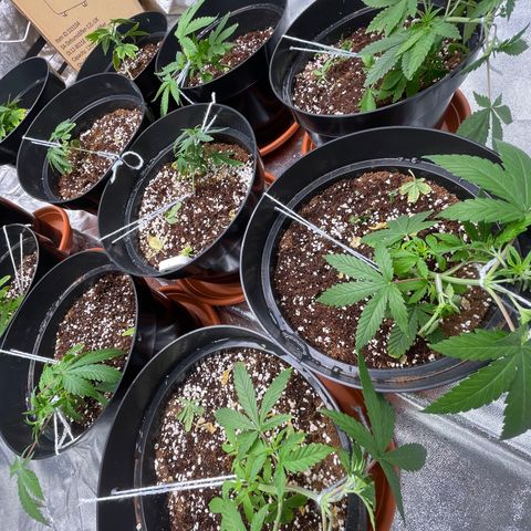 Rs11 and biscotti growlog photo: They are using a lot more water than before !