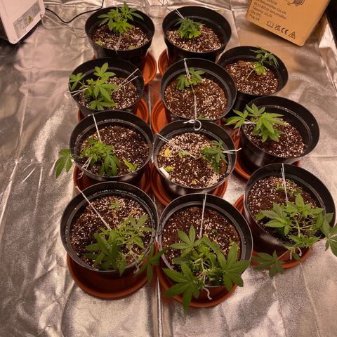 Rs11 and biscotti growlog photo: They are using a lot more water than before !